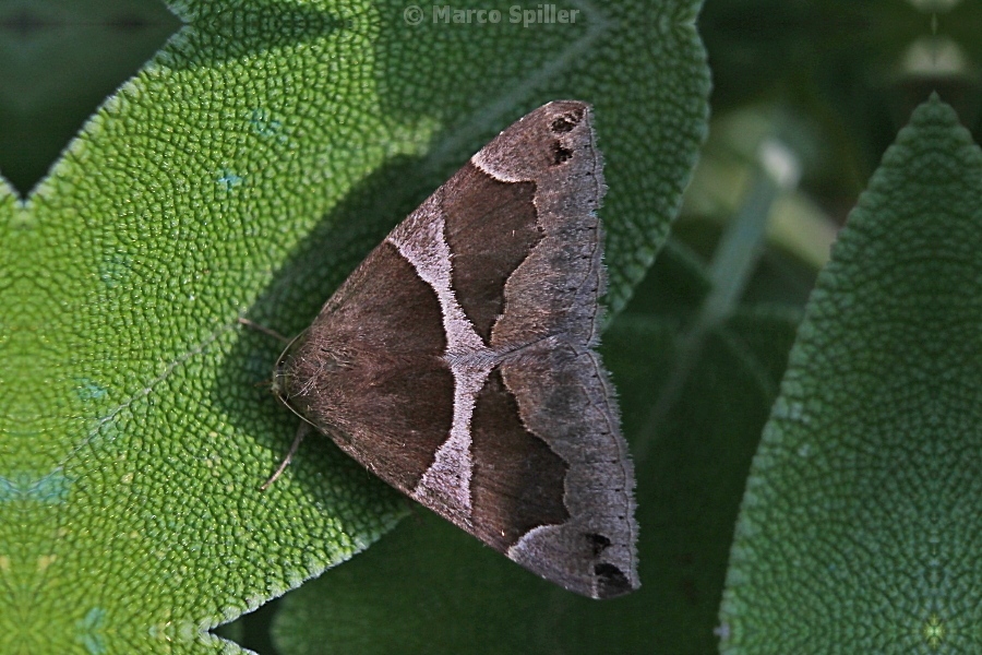 Falena da identificare - Dysgonia cf. algira